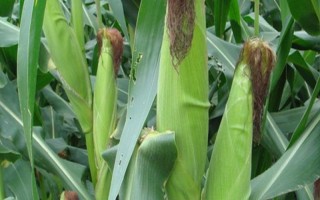 足單808玉米種子簡(jiǎn)介，（大理）平均生育期117天