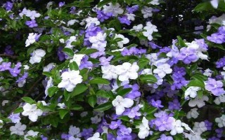 鴛鴦茉莉簡介，屬于多年生常綠小灌木