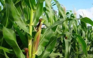 云甜玉8號玉米品種簡介，最好采取分期播種