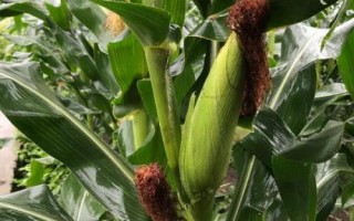 錦青303玉米種簡介，密度5000株/畝左右