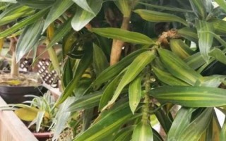百合竹葉子發(fā)黃掉落的原因和解決方法，可能是環(huán)境改變或澆水不合理等