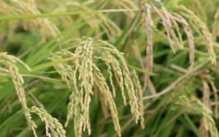 徽兩優(yōu)636水稻種子簡介，全生育期133.3天