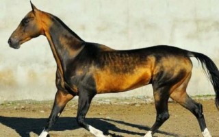 汗血寶馬介紹，其祖先是生長在戈壁地帶的野馬