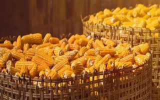 玉米的種植密度，每畝地可種植4000株左右
