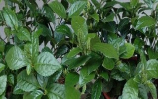 盆栽珠蘭的養(yǎng)護(hù)方法，常用壓條、扦插和分株繁殖