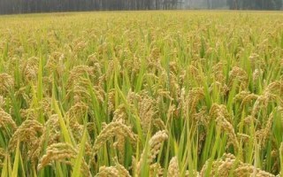 農(nóng)稻618水稻種子介紹，及時(shí)防治病蟲草害
