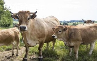 10種最貴的牛，包括日本和牛、安格斯牛、夏洛萊牛等品種