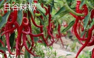 甘肅省甘谷縣的特產(chǎn)，辣椒是最著名的特產(chǎn)