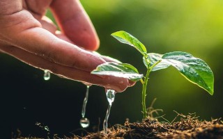 百香果如何進行春季管理，在定植后應(yīng)該澆足定根水