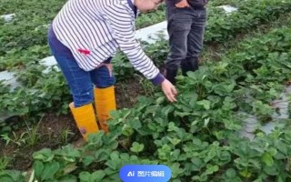 草莓一般用什么肥料，基肥可選擇有機(jī)肥或農(nóng)家肥