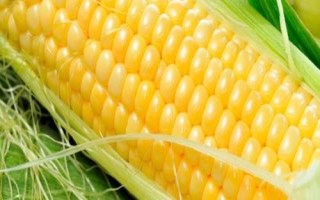 樂(lè)青808玉米種子介紹，春播平均生育期107.0天