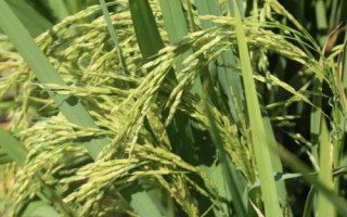 海農(nóng)紅2號(hào)水稻種子簡介，注意防治各種病蟲害