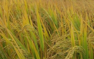 福優(yōu)9188水稻品種簡介，苗期注意防治稻薊馬