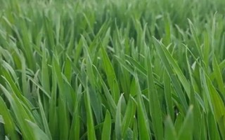 冬小麥是秋種夏收嗎，9月中下旬至10月上旬播種來年5月底至6月中下旬收獲