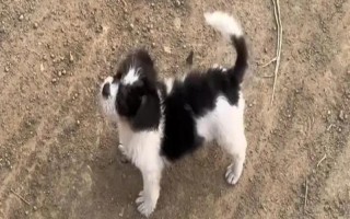 狗狗一直哆嗦的原因，可能是緊張害怕或氣溫較低等