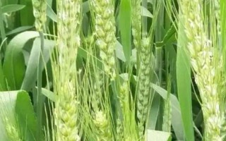 天民198小麥種子介紹，全生育期218天