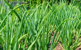 洋蔥適合什么時(shí)候種，具體種植時(shí)間與地區(qū)有關(guān)