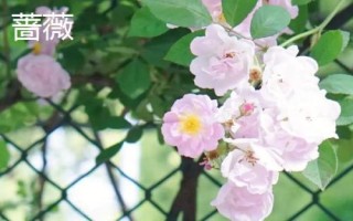 薔薇和月季的區(qū)別,花朵和花期均不同