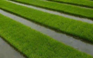 哈粳稻11號(hào)水稻種子特點(diǎn)，香稻品種