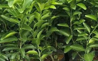 熱門柑橘苗有哪些，常見的有沃柑、紅美人等