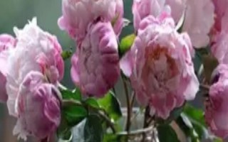 水培芍藥可以養(yǎng)多久，養(yǎng)護的好可以養(yǎng)護一周左右