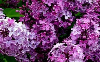 丁香花開放時間，不同品種的花期各有差異