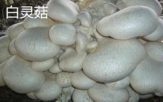 南方適合種植哪些菇類，竹蓀、黑木耳、草菇等