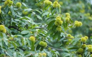 板栗只開花不結(jié)果原因，土壤不適合或者缺水都會導(dǎo)致