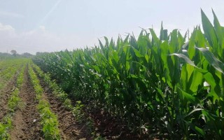 珠糯808玉米品種簡(jiǎn)介，每畝播種3000－3200株