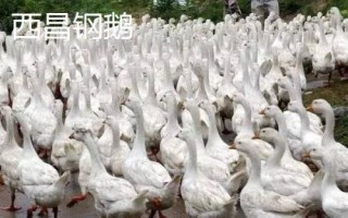 四川省西昌市的特產(chǎn)，彝族漆器是必帶的旅游紀(jì)念品