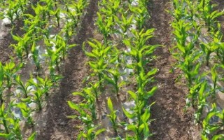 利合727玉米種簡介，播種后及時噴灑化學封閉除草劑