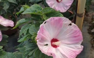 芙蓉花葉子發(fā)白的原因，可能是土壤不適或光照不足等