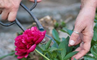 春季怎么修剪牡丹花，剪除生長(zhǎng)不良的枝條可節(jié)省養(yǎng)分
