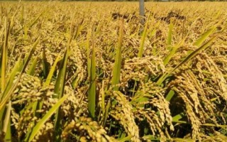 保農(nóng)8號水稻種子特點(diǎn)，生育期約138天左右