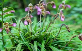 帶葉兜蘭的花期，花期在春季4-5月之間
