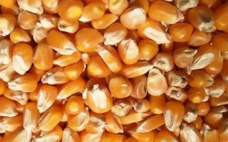 判斷玉米種子是否有活力的方法，以下4種方式適合采納