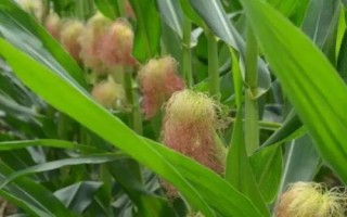 天貴801玉米種子簡(jiǎn)介，一次性播種全苗