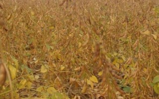 大豆的價格，具體售價因包裝規(guī)格等條件而異