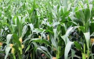 恩試118玉米種子特征特性，二高山地區(qū)4月中旬播種