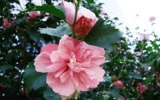 木槿花葉片掉完能不能活，根系保持健康便不會(huì)死亡