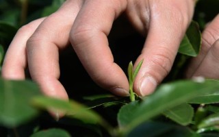 南京雨花茶屬于哪種茶，是一種綠茶也是我國的名茶