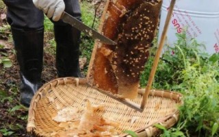 中蜂取蜜時間，暖和天氣要在傍晚取蜜