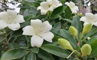 灰莉的家庭養(yǎng)殖方法，喜歡生長(zhǎng)在光照充足的環(huán)境下