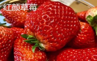 草莓苗什么品種好，這3種是品質(zhì)優(yōu)的大果型品種