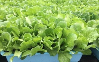 盆栽蔬菜的種植注意事項(xiàng)，應(yīng)選擇矮生型品種