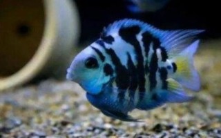 鸚鵡魚有沒有黑色的，麒麟鸚鵡魚呈黑色