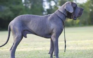 有哪些短毛大型犬，包括大丹犬、杜賓犬、羅威納犬等品種