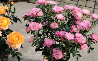 花卉矮化栽培技術(shù)，可采用無(wú)性繁殖或整形修剪等