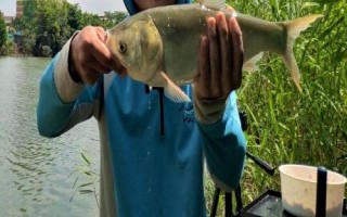 底釣鰱鳙的效果，效果良好、可使用酸臭味魚餌