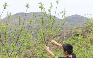 黃桃春季的管理方法，花果期要進(jìn)行疏花的工作